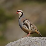 Spot a partridge walking around your room at the country hotel Velani in Crete.