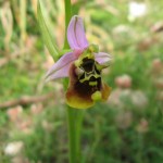 Walk around the estate of Country Hotel Velani and see the many Cretan Orchids.