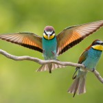 Bee eaters at Bird watching in Crete Greece