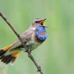 Blue throat at migrating birds watching in Crete