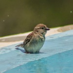 Bird watching at the swimming pool at Country Hotel Velani