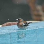 Bird watching when birds come drinking in the swimming pool of Country Hotel Velani