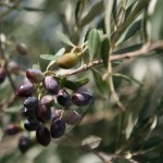 Olive grove for own produce of extra virgin olive oil at the Country Hotel Velani