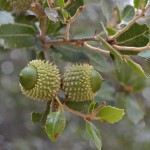 Velani fruits from the Kermes oak giving Country Hotel Velani its name.