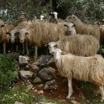 Crete sheep in the midday.