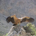 The Griffon vulture during bird watching at Country Hotel Velani.