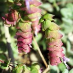 Diktamon is a Cretan herb growing in our garden