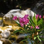 Oleander flowers during the self guided walking week in Crete Greece.