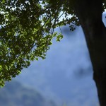 The prinos trees or Kermes Oaks are protected trees growing on the land of Country Hotel Velani in Crete, Greece.