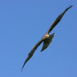 Spot a golden eagle during bird watching in Crete