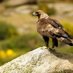 birds of Pray like the golden eagle during bird watching in Country hotel velani in Crete