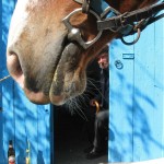 Meet the friendly Greeks during the horse riding in Crete.