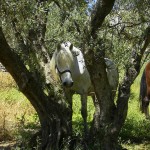Horse riding into beautiful nature from the Country Hotel Velani in Crete