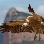 Griffon vulture at birdwatching in Crete at Country Hotel Velani