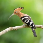 Spot a hoopoe during bird watching in Crete at the Country hotel Velani