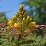 Flowers and flowering trees can be found in the gardens of Country Hotel Velani in Greece Crete.