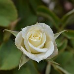 Romantic roses in theflower garden of Country Hotel Velani in Greece, Crete.