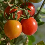 Sweet tomatoes from our own vegetable garden at Country Hotel Velani in Greece, Crete.