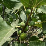 Fig tree in the fruit garden of Country Hotel Velani in Greece, Crete.