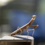 Praying Mantis in the garden of Country Hotel Velani