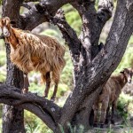 Wild brown goat in tree on Crete Greece.